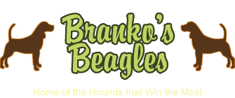 Branko's Beagles
