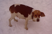 Branko's Beagles